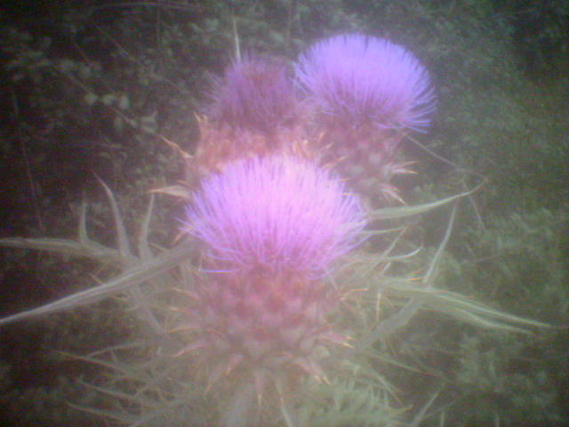 Thistles